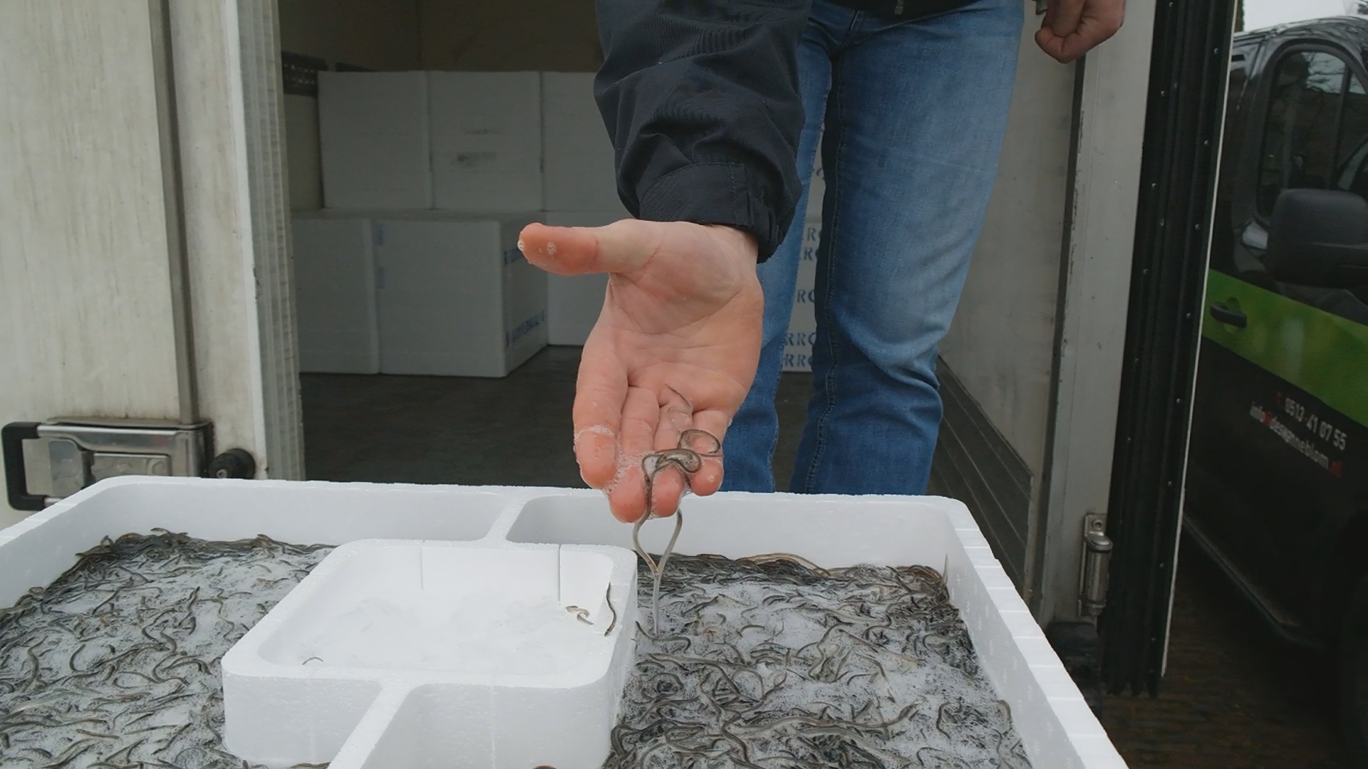 Glasaaltjes uitgezet in Lemmer