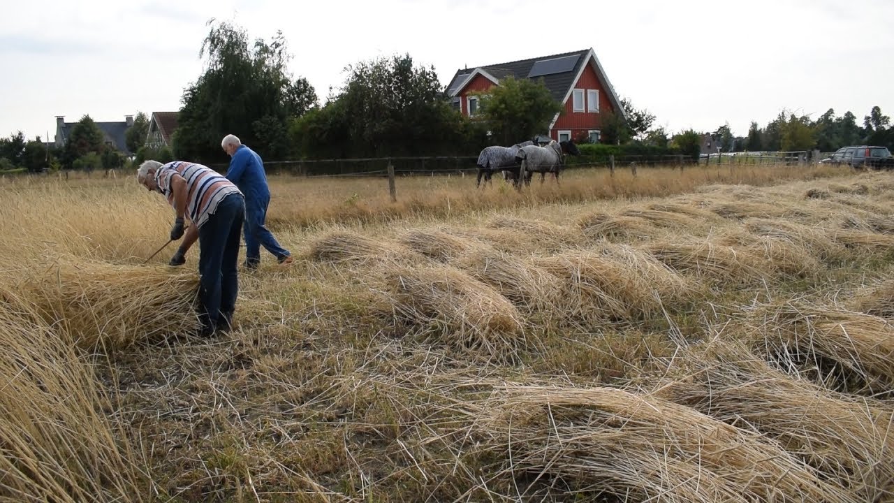 Ouderwets Rogge zichten in Bakhuizen