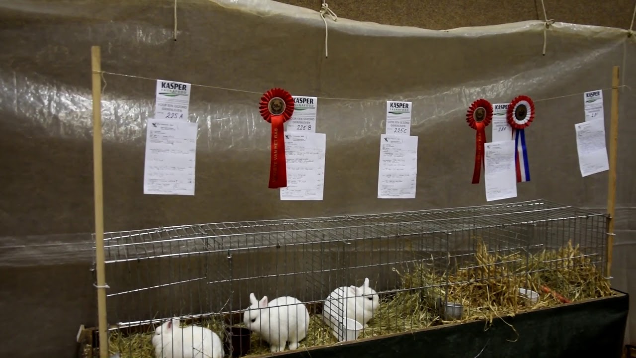 50e Gaasterlandshow