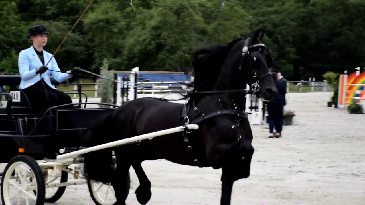 Concours Hippique Riis van start met Young Riders