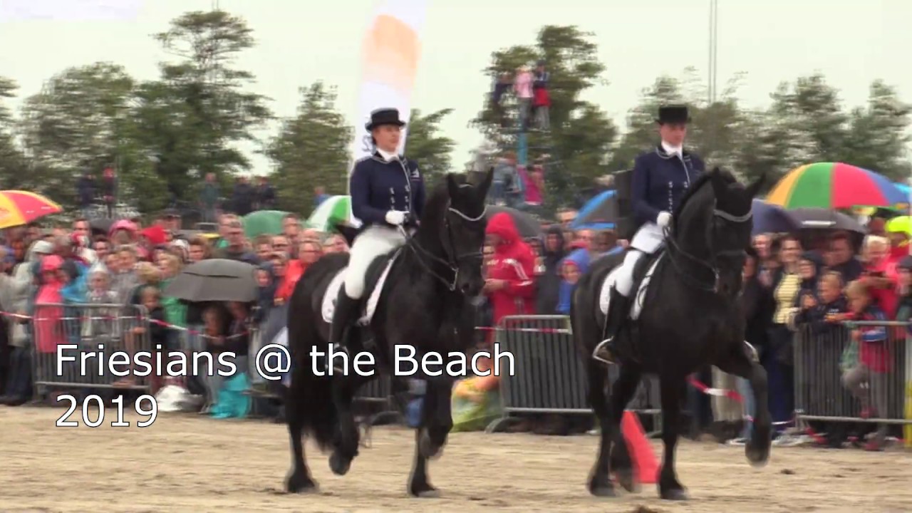 Friesians at the Beach