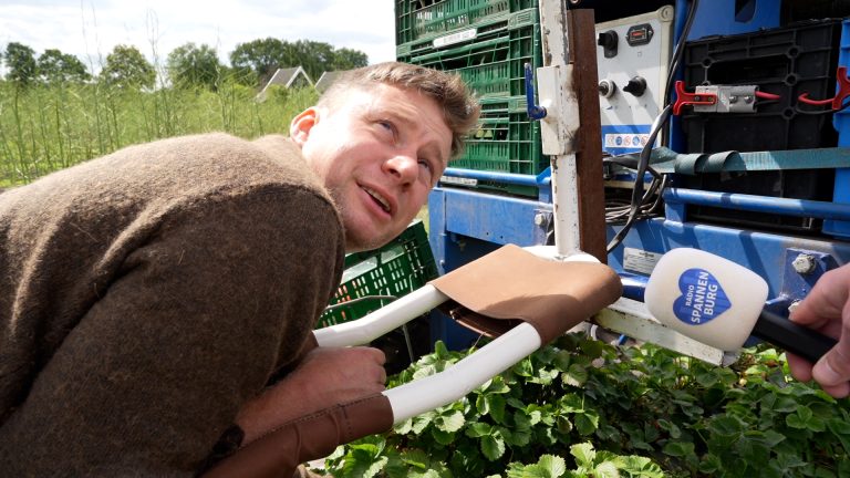 Bioboer Jelmer Albada oogst met aangepaste machine zijn aardbeien