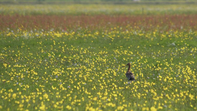Weidevogels spotten voor jong en oud in Harich