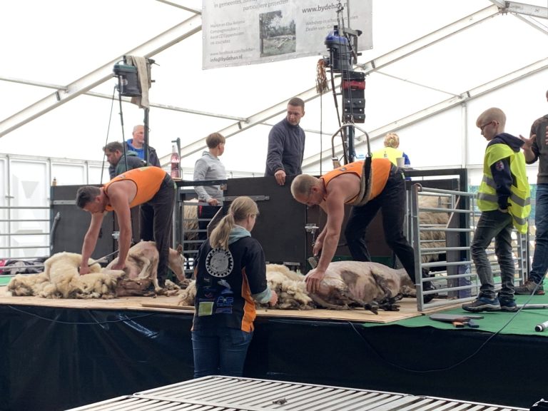 24 uur lang schapenscheren voor KWF Kankerbestrijding
