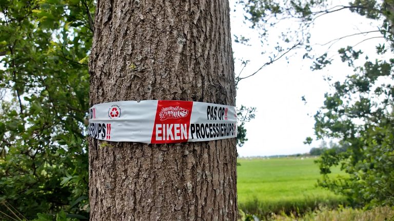 Rood-witte linten in overvloed: Eikenprocessierups terug in het land