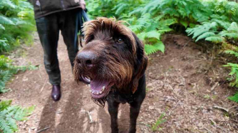 Verstoppertje voor volwassenen: speurlessen voor hond en baasje
