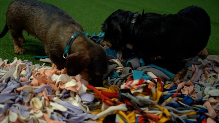 Snuffelend de jaarwisseling door – Vuurwerkangst bij honden