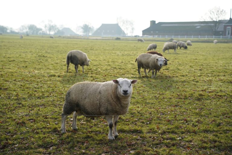 Geen schapen meer op de dijk: Wetterskip Fryslân stelt verbod in