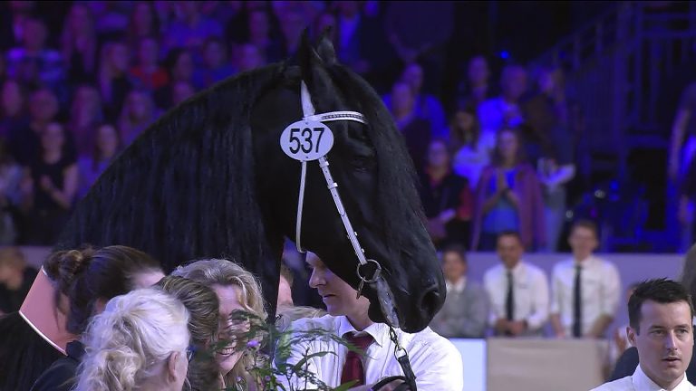Jeppe 537 Algemeen Kampioen op Hengstenkeuring