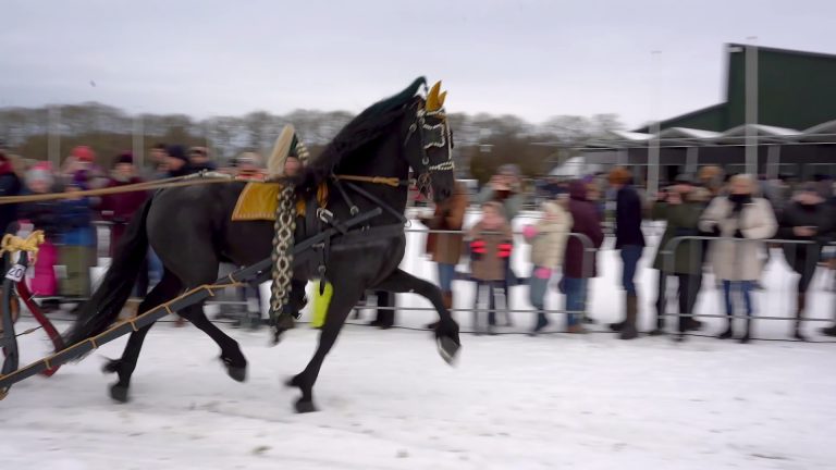 VIDEO: Bezoekers genieten van Friese Paarden in de sneeuw