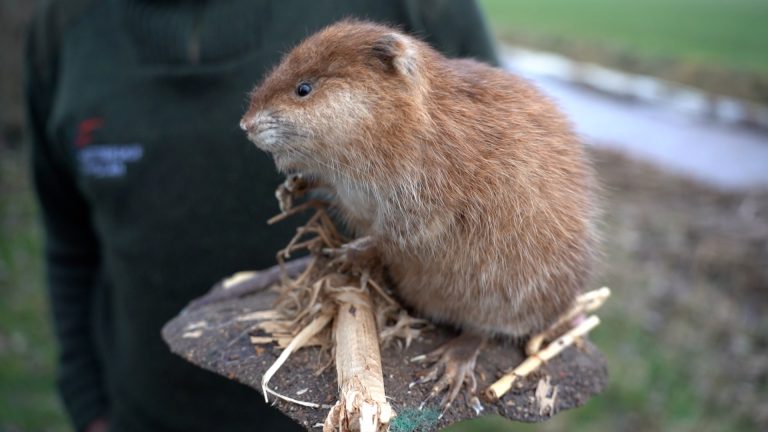 opgezette muskusrat