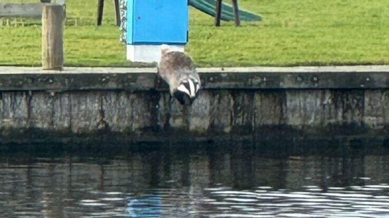Das in Lemmer wordt gered uit de gracht: “Hij liet zijn tanden even zien”