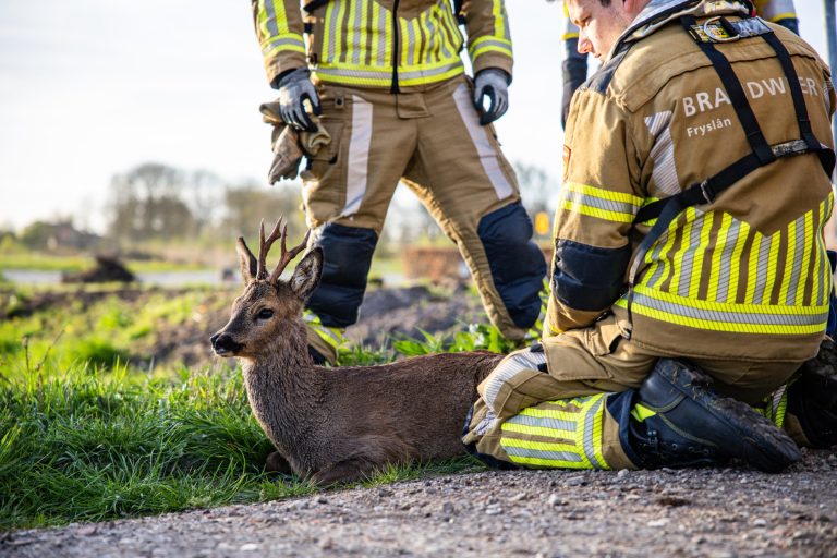 Brandweer redt ree uit haven Lemmer