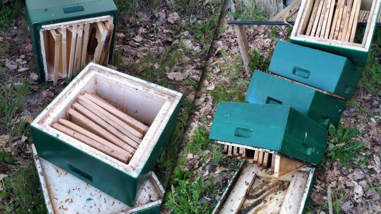 Vandalen slopen bijenkasten van Peter voor de zesde keer: “Wat hebben die bijen jullie misdaan?”
