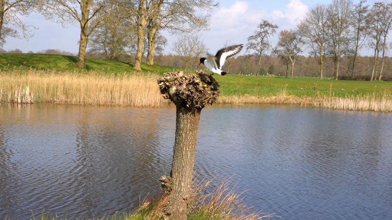 Scholekster op de knotwilg