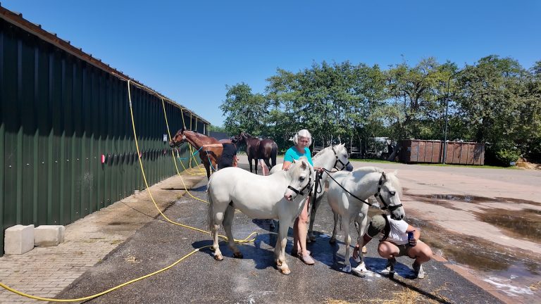 Paarden wasstraat (Foto: RTV Spannenburg)