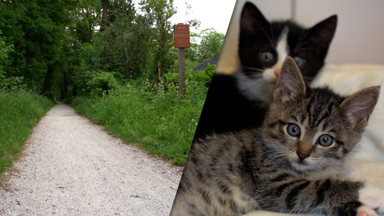 “Onnodig dierenleed”: Kittenprobleem aan de Jetze Veldstraweg