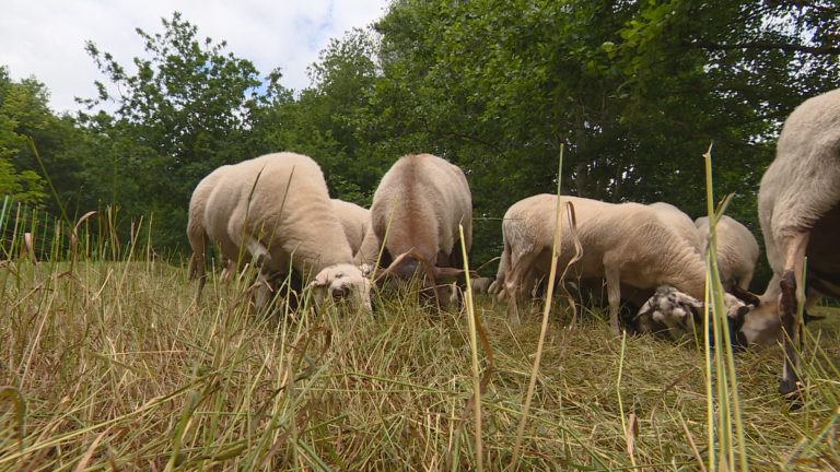 Nieuwe Snapchat-hype: schapen opjagen in Heerenveen: “Het is verschrikkelijk”