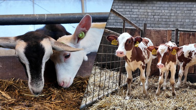 Recorddrukte tijdens open dag FF Boeren: “Dêr dogge je it foar”