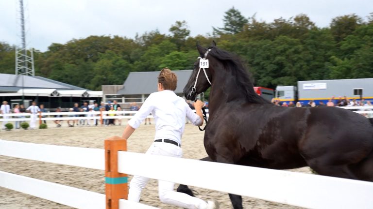 Friese paarden schitteren op fokdag: ‘Je wilt het aan iedereen laten zien’