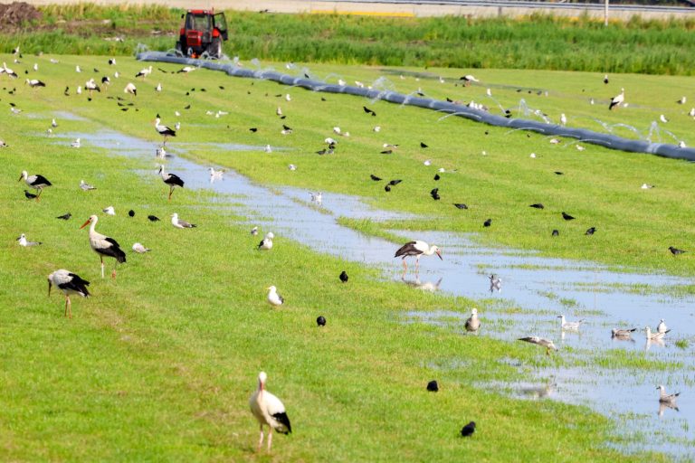 Ooievaarsfeest langs de A6: zo’n negentig vogels op jacht in ondergelopen weiland