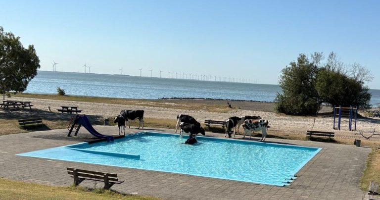 koeien Hege Gerzen