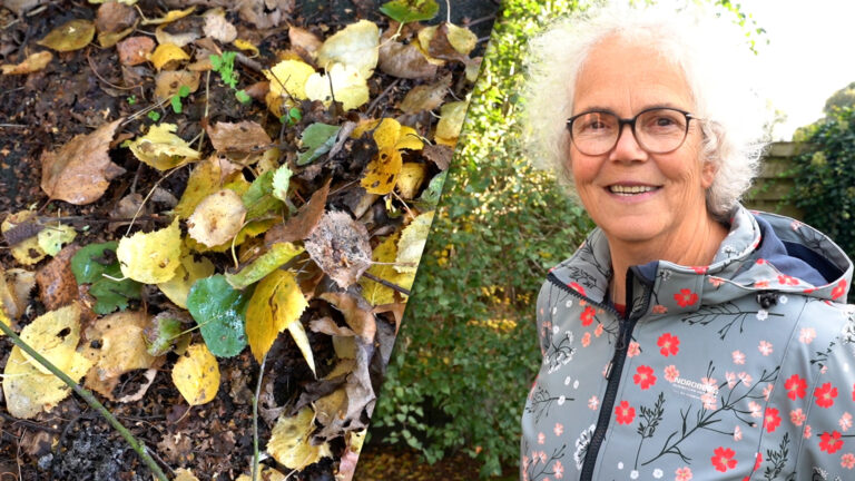 Geen bladeren harken in de tuin: “Ek goed foar de stikelbaarchjes”